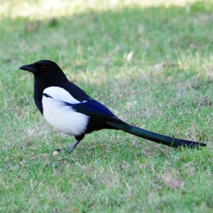 Sroka